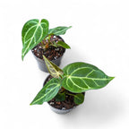 Two potted Anthurium Regale plants with green leaves on a white background