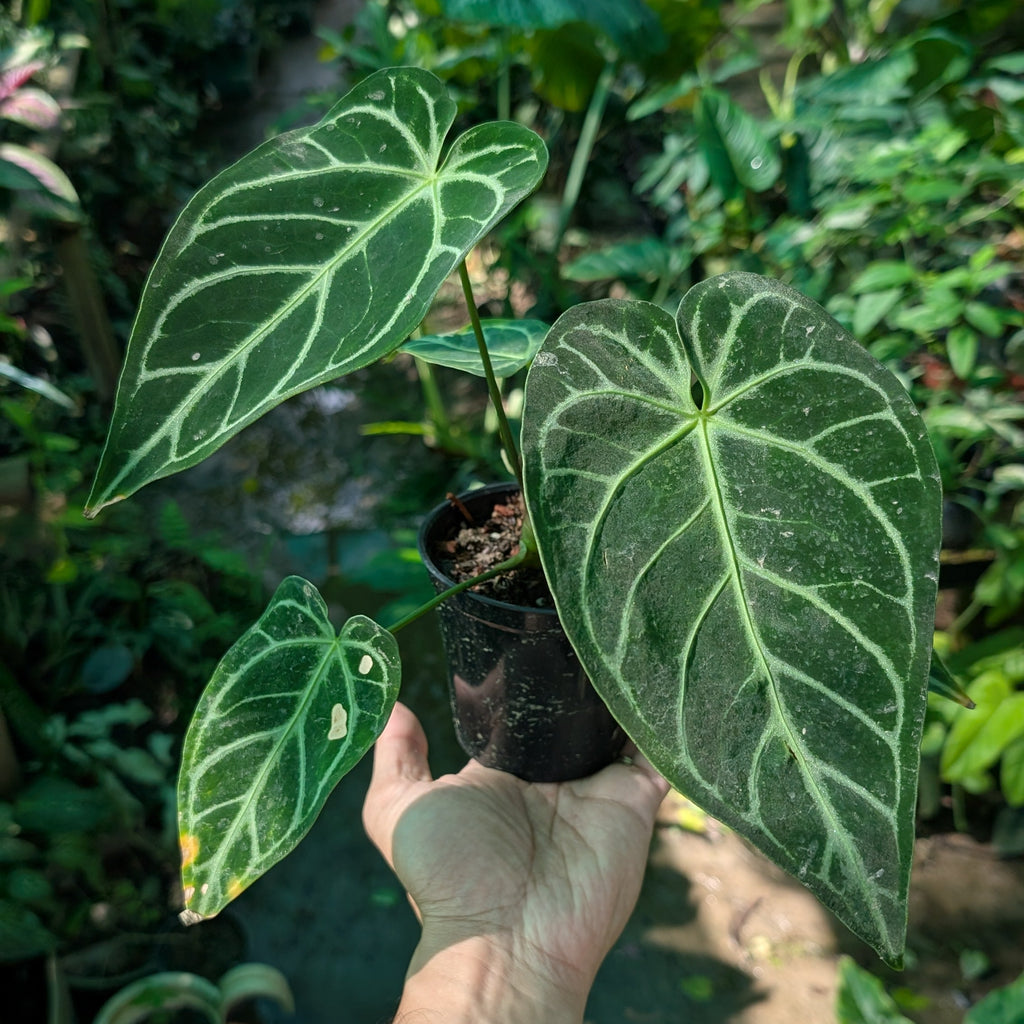 A person's hand holding a small potted Anthurium Regale plant with large heart-shaped green leaves featuring prominent white veins, set against a lush, green outdoor garden background.
