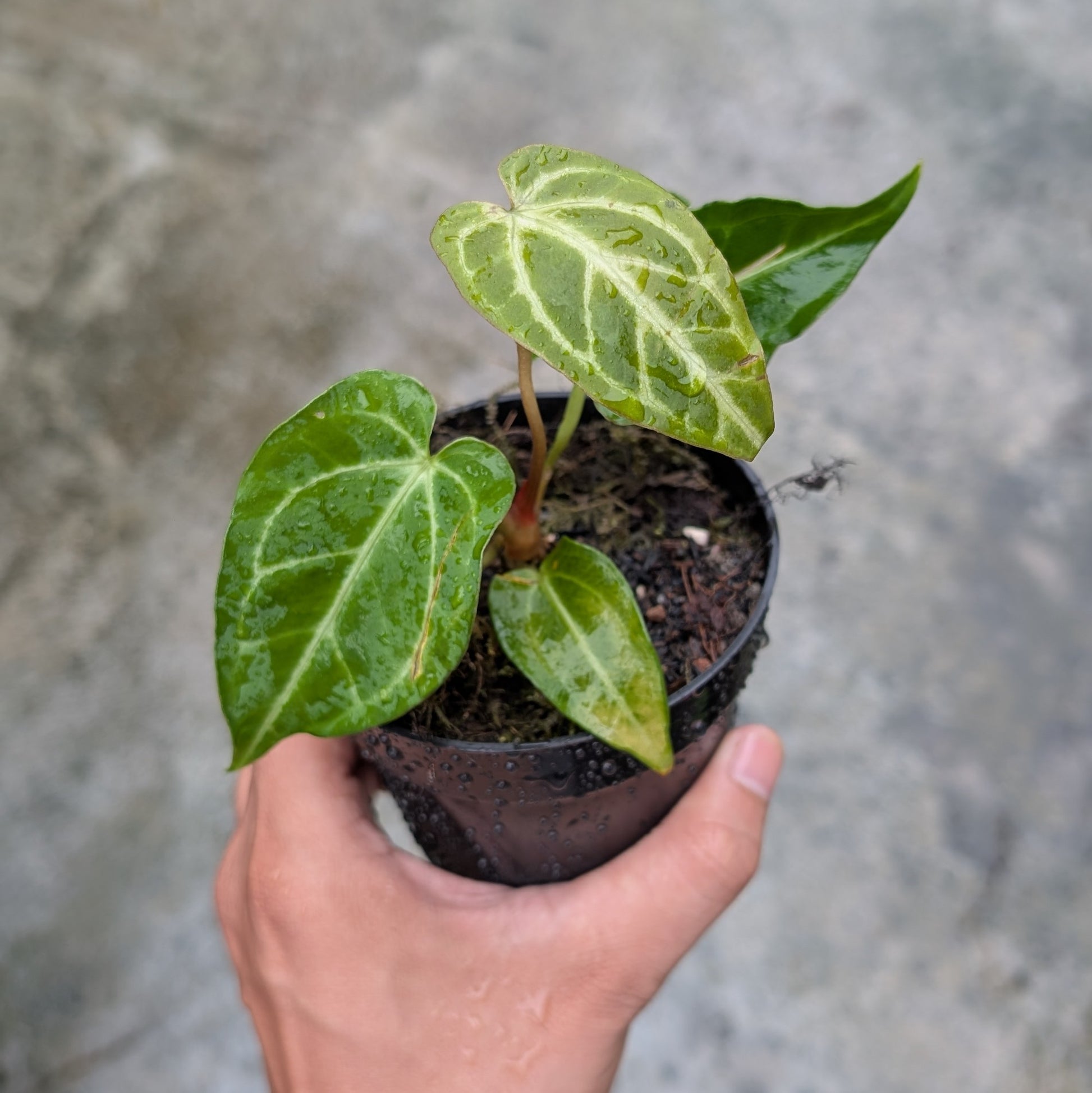 Anthurium Regale