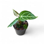 Potted Anthurium Regale plant with green leaves on a white background
