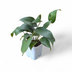 Anthurium Scherzerianum (Red) | Soiled