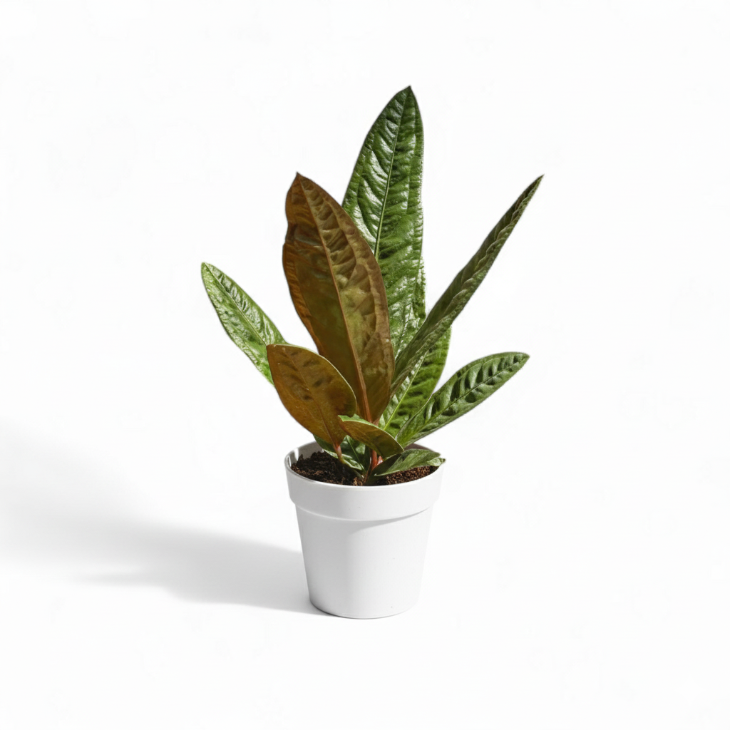 Potted Anthurium Superbum plant with green leaves on a white background