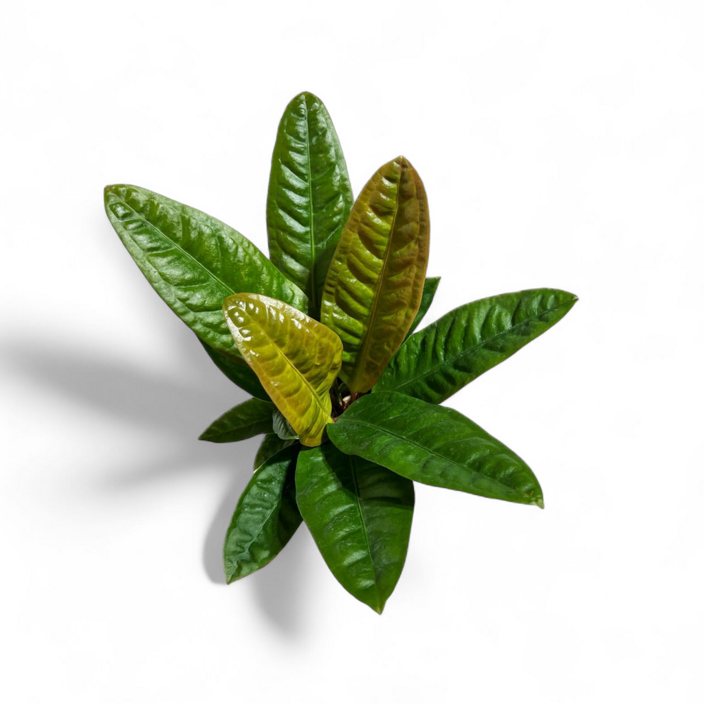 Green leaves on a white background