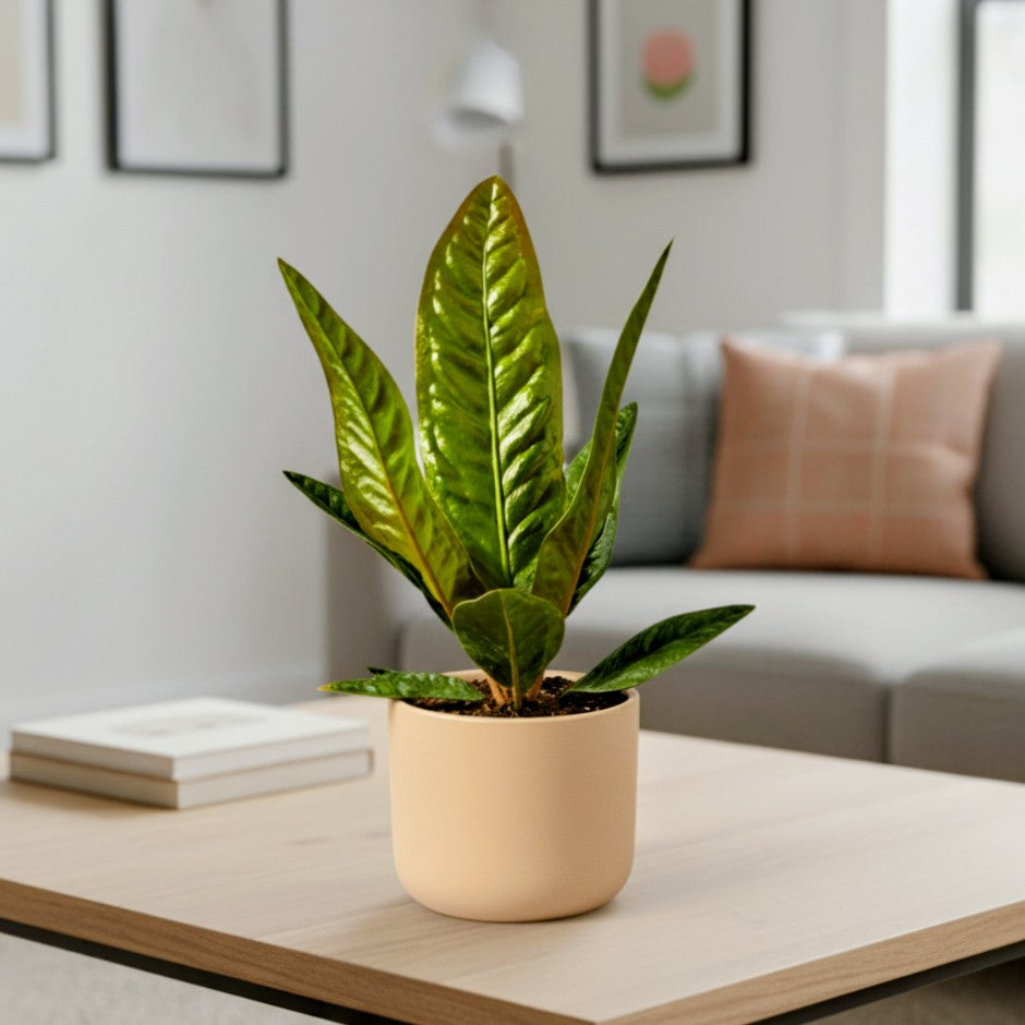 Potted Anthurium Superbum plant on a coffee table in a living room setting