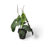 Anthurium Sweet Love - Anthrium | Soiled