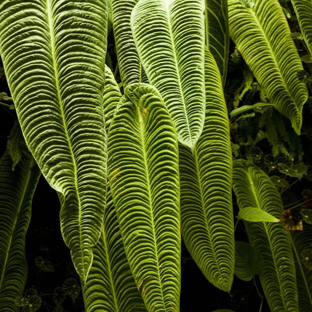 anthurium king Anthurium Veitchii 'King'