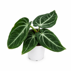 Anthurium Villenaorum