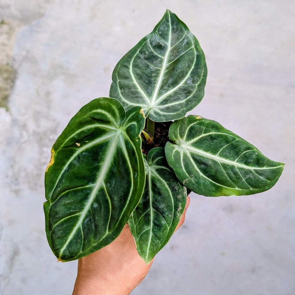 Anthurium Villenaorum in hand