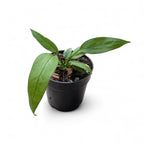Small potted Anthurium Vittarifolium plant with green leaves on a white background
