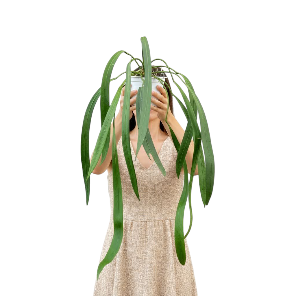 Person holding a potted Anthurium Vittarifolium Large Size plant in front of their face on a white background