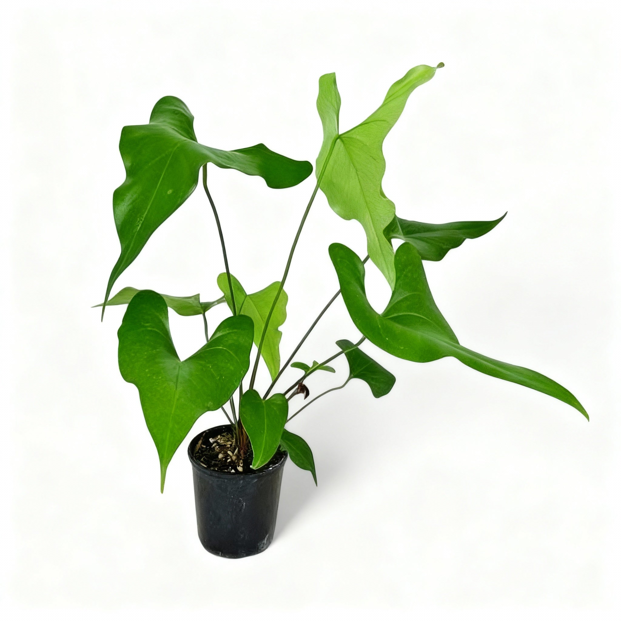 Anthurium Watermaliense