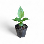 Small potted plant with green leaves on a white background
