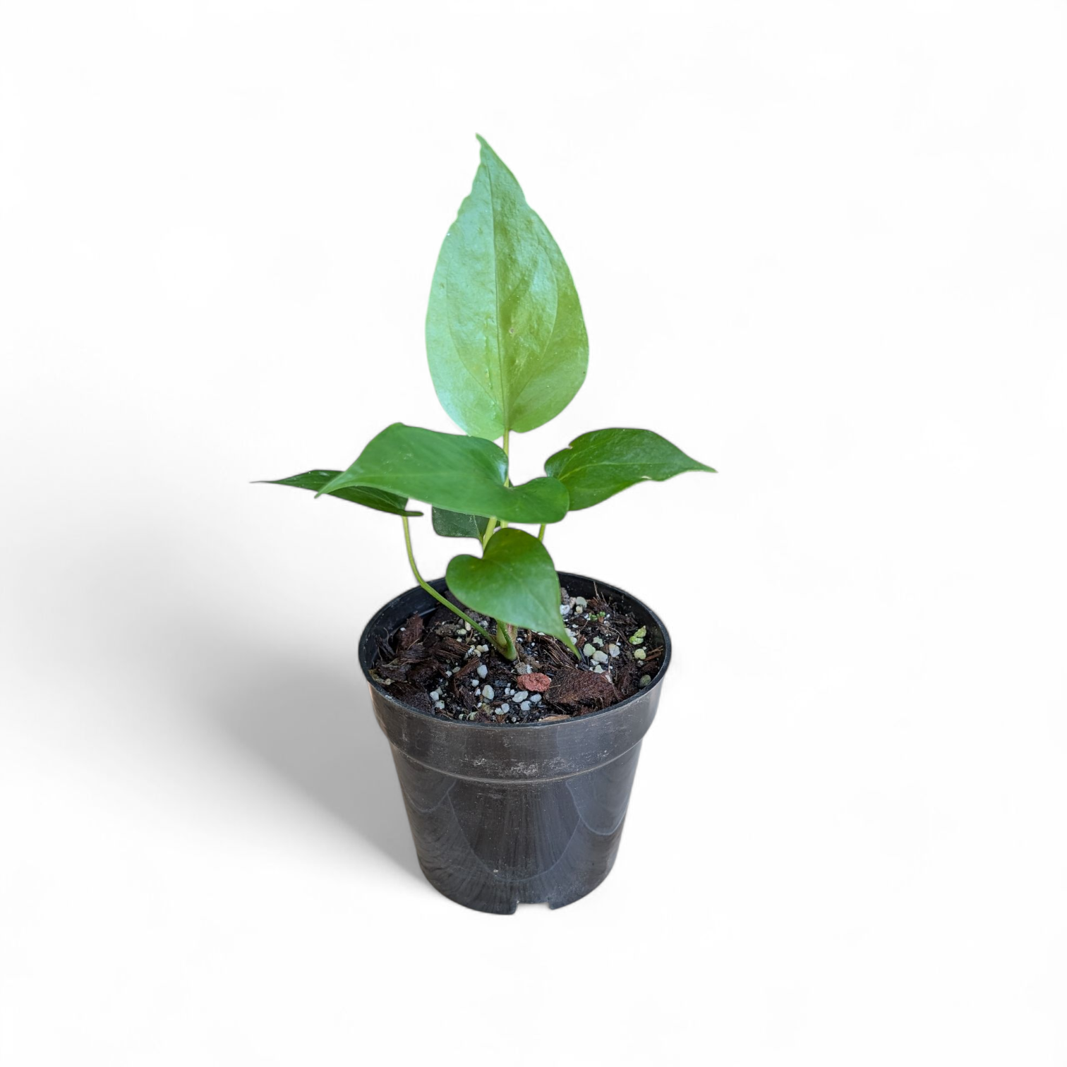 Small potted plant with green leaves on a white background