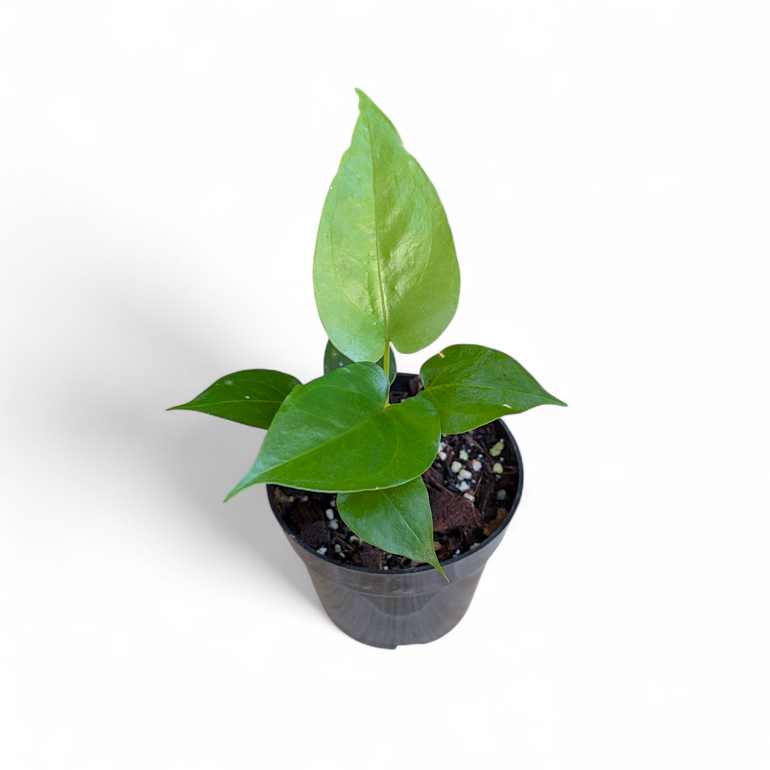Potted Anthurium Watermaliense plant with green leaves on a white background