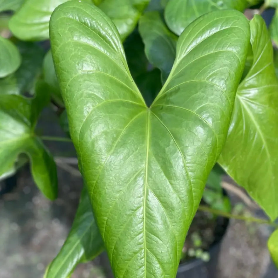 anthurium watermaliense Buy Anthurium Watermaliense