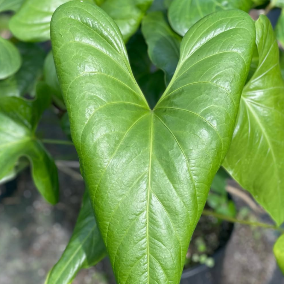 Anthurium Watermaliense - Anthurium | Soiled