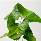 Anthurium Watermaliense - Anthurium | Soiled