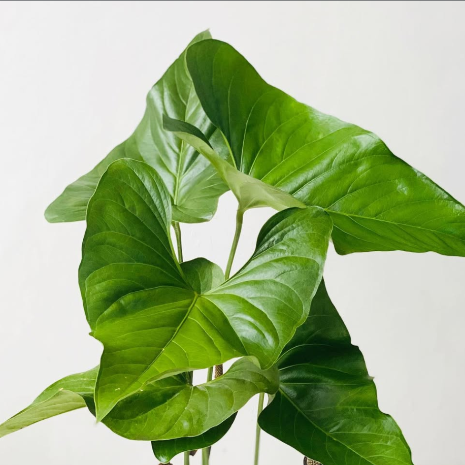 Anthurium Watermaliense - Anthurium | Soiled