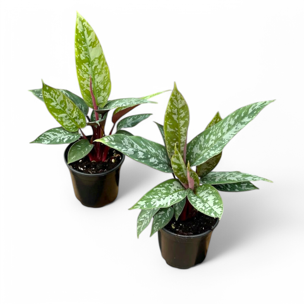 Apoballis acuminatissima 'Lavallaei' - Apoballis - Soiled