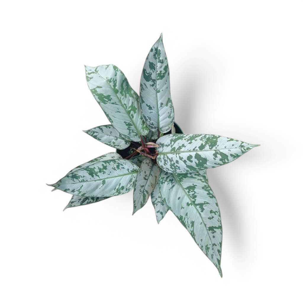 Apoballis acuminatissima 'Lavallaei' - Apoballis - Soiled