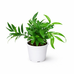 Potted Asian Bayberry (Nageia Nagi) plant with green leaves on a white background