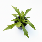 Potted plant on a white background