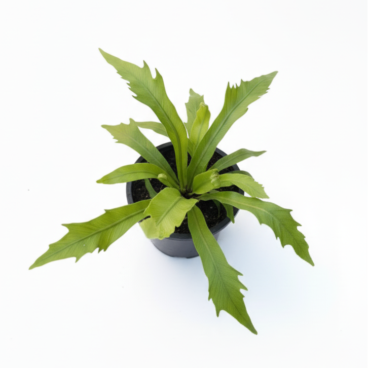 Potted plant on a white background