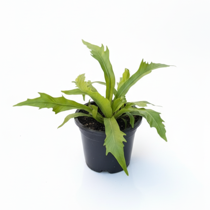 Small potted plant on a white background