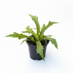 Small potted plant on a white background