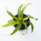 Asplenium Antiquum ‘Hurricane’