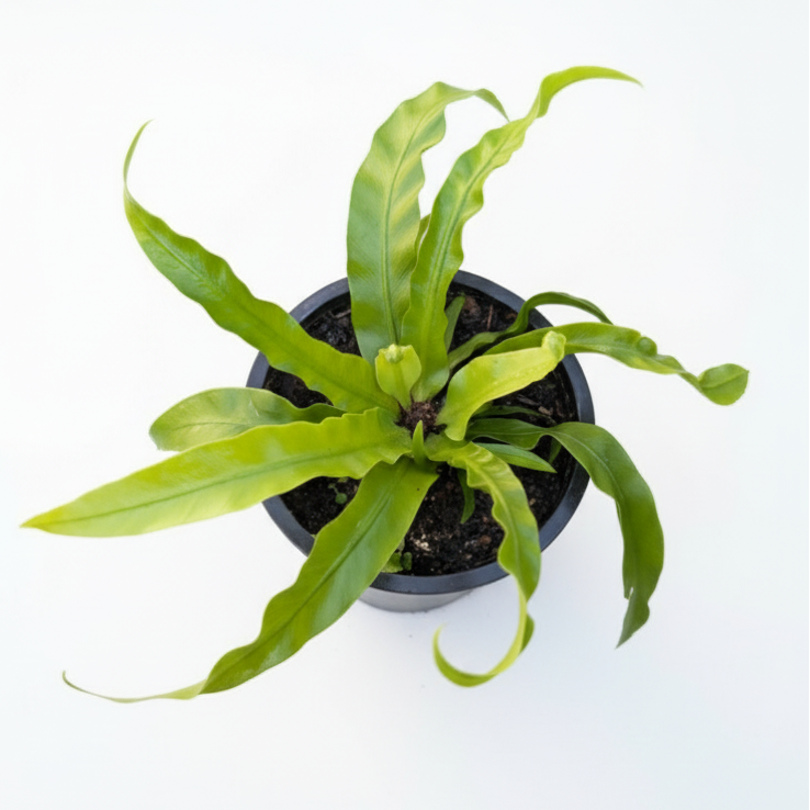 Asplenium Antiquum ‘Hurricane’