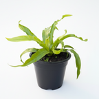 Potted plant on a white background