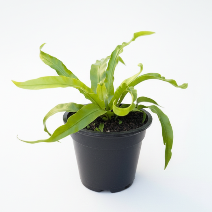 Potted plant on a white background