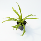 Asplenium Antiquum ‘Victoria'