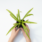 Person holding a small potted plant on a white background