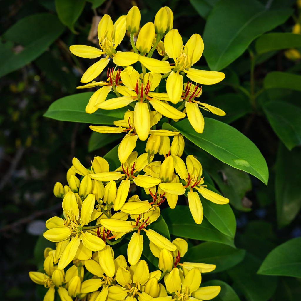 Cluster of bright yellow flowers with green leaves on a dark background