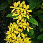 Cluster of bright yellow flowers with green leaves on a dark background