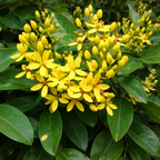Close-up of yellow Australian Golden Vine (Tristellateia Australasiae) flowers with green leaves