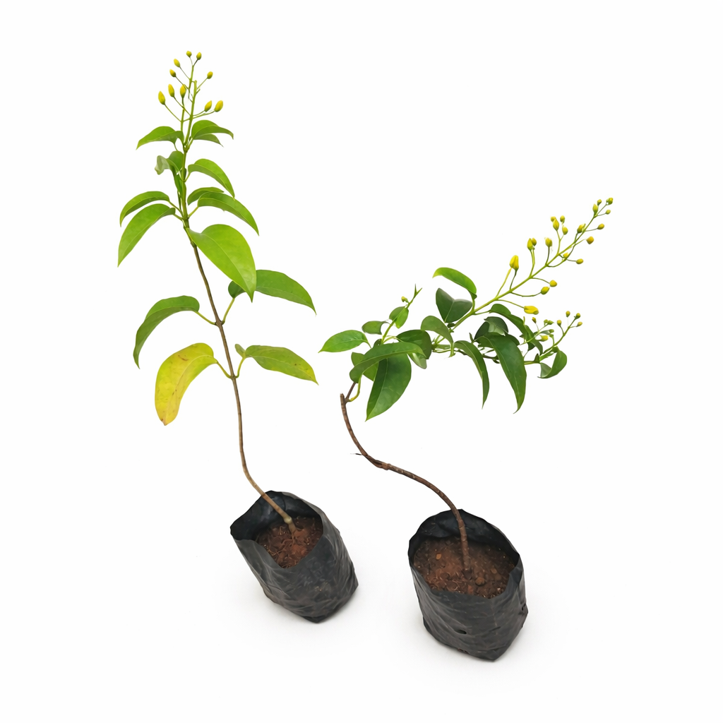 Two potted Australian Golden Vine (Tristellateia Australasiae) plants with green leaves and small yellow flowers on a white background