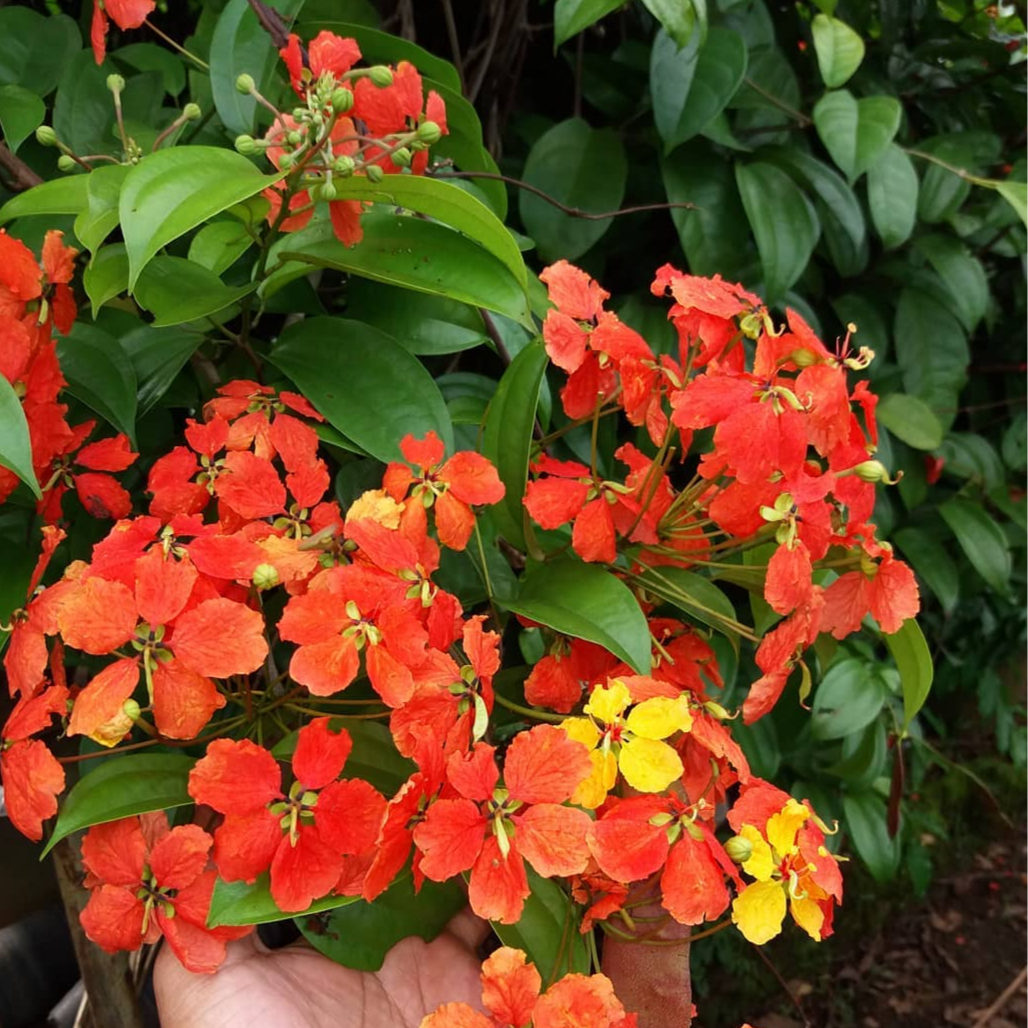 Bauhinia Coccinea (Western Red Trailing Vine) - Flowering Plant - Soiled