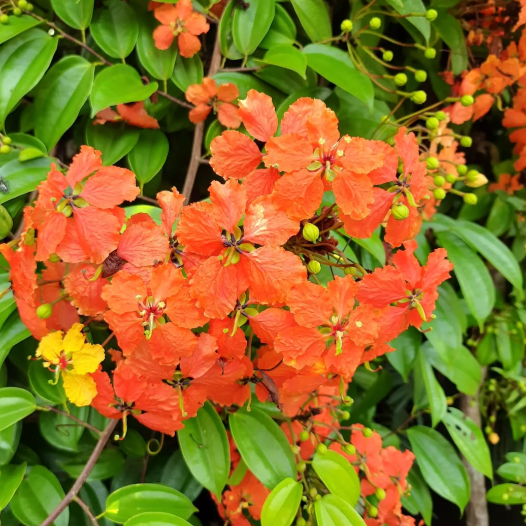 Bauhinia Coccinea (Western Red Trailing Vine) - Flowering Plant - Soiled