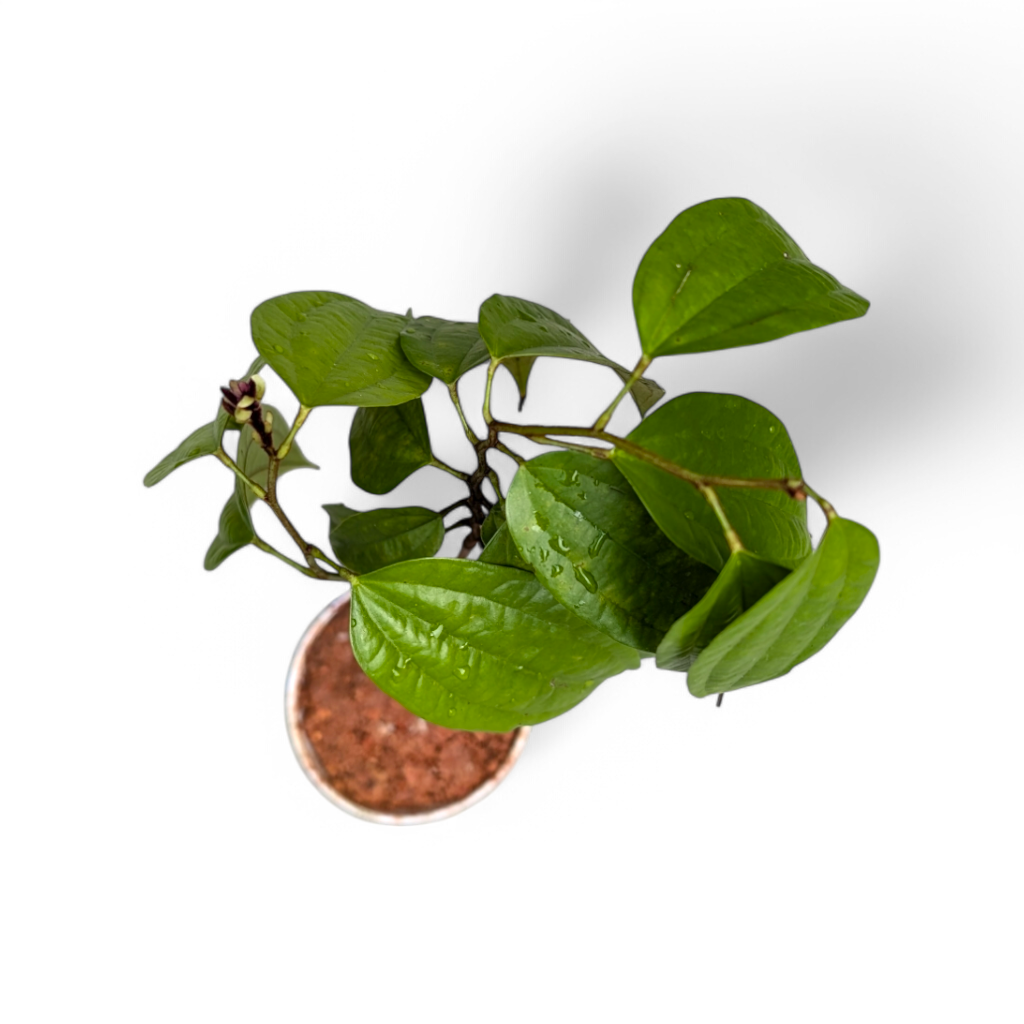 Bauhinia Coccinea (Western Red Trailing Vine) - Flowering Plant - Soiled