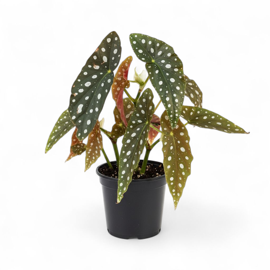 Potted plant with spotted leaves on a white background