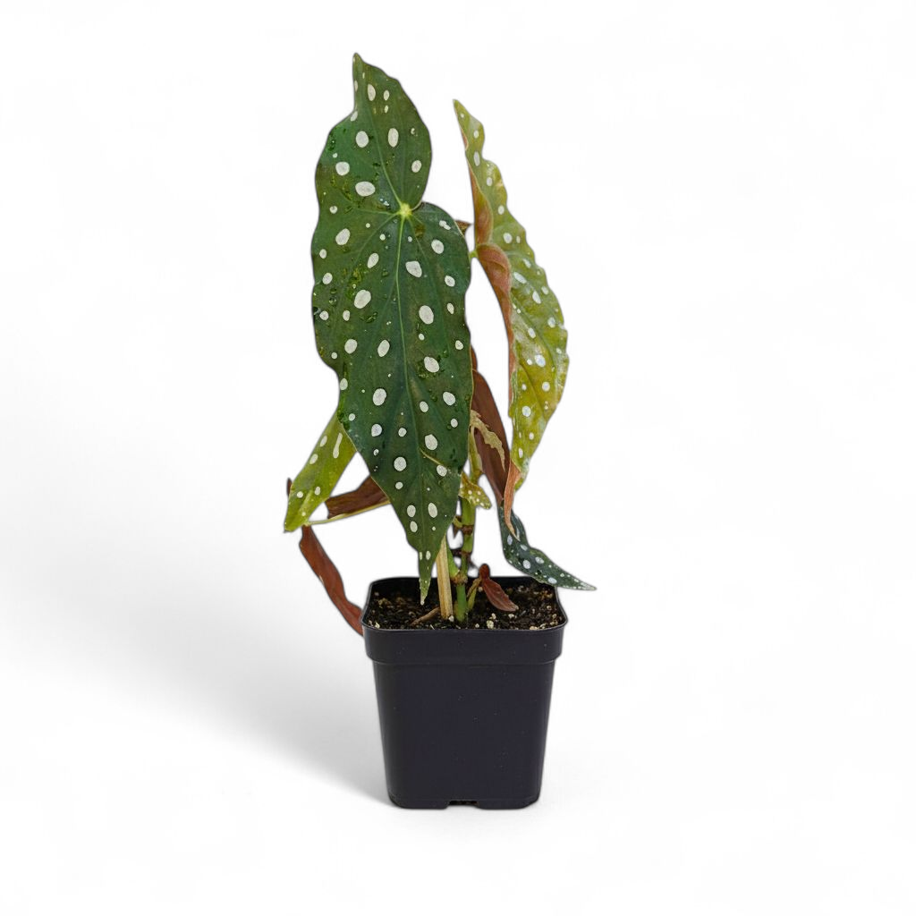 Potted plant with green leaves and white spots on a white background