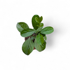 Bignonia Magnifica (Glow Vine) selling plant size