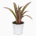Potted Billbergia 'Hallelujah' plant with red and green leaves on a white background