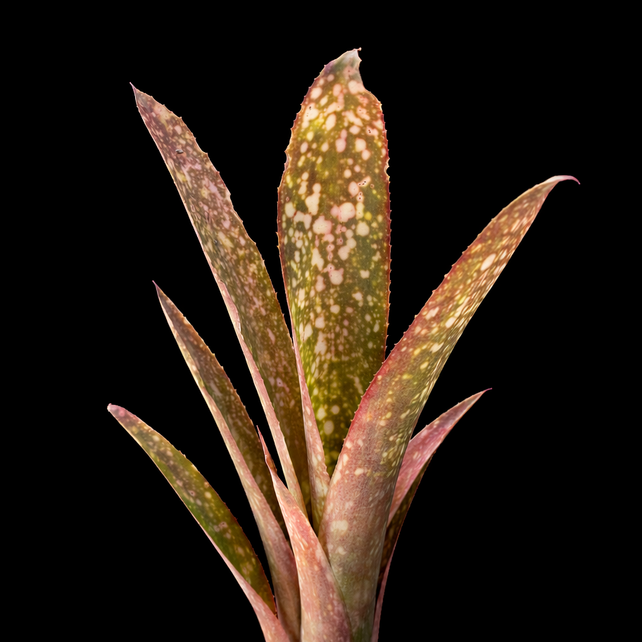 Potted plant with unique leaf patterns on a black background