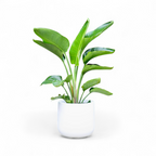 Bird of Paradise White (Strelitzia Nicolai) - Bird of Paradise - Soiled