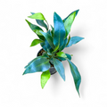 Blue Iridiscent Fern (Microsorum Siamensis) - Fern - Soiled