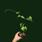 Thunbergia Grandiflora (Blue Trumpet Vine) - Flowering Creeper - Soiled